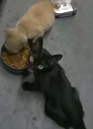 Gato raça SRD idade 2 a 6 meses nome Alfredo / Lorin