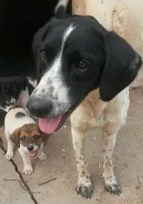 Cachorro ra a Mestiça Perdigueiro idade 2 a 6 meses nome Diksi e Teka