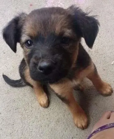 Cachorro ra a sem raça definida idade 2 a 6 meses nome Filhotes