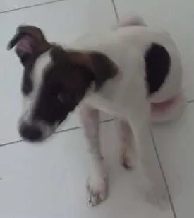 Cachorro raça não definida idade 2 a 6 meses nome BELA