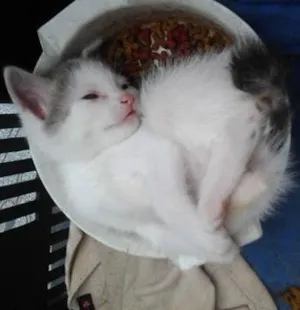 Gato raça branca idade Abaixo de 2 meses nome juliete