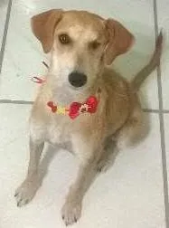Cachorro raça SRD idade 2 a 6 meses nome LUCY