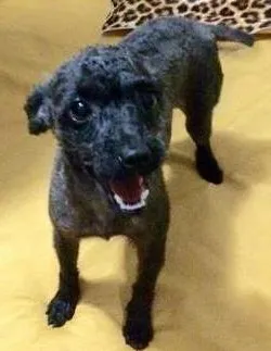 Cachorro ra a srd idade 2 anos nome Rosinha