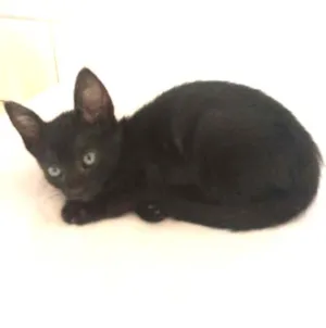 Gato raça  idade Abaixo de 2 meses nome Milu