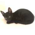 Milu