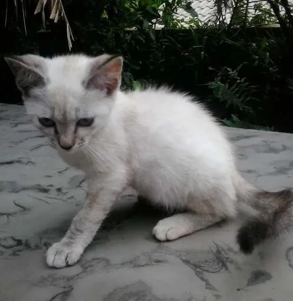Gato ra a  idade 2 a 6 meses nome caipirinha