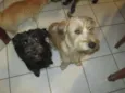 Lindos cães