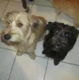 Lindos cães