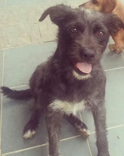 Cachorro ra a Indefinida  idade 7 a 11 meses nome Preta 