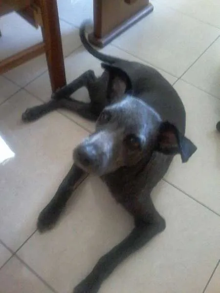 Cachorro ra a VIRA LATA idade 1 ano nome MARVIN