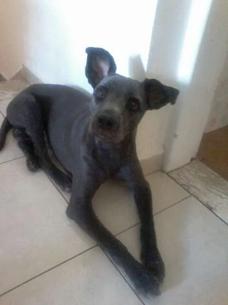Cachorro ra a VIRA LATA idade 1 ano nome MARVIN