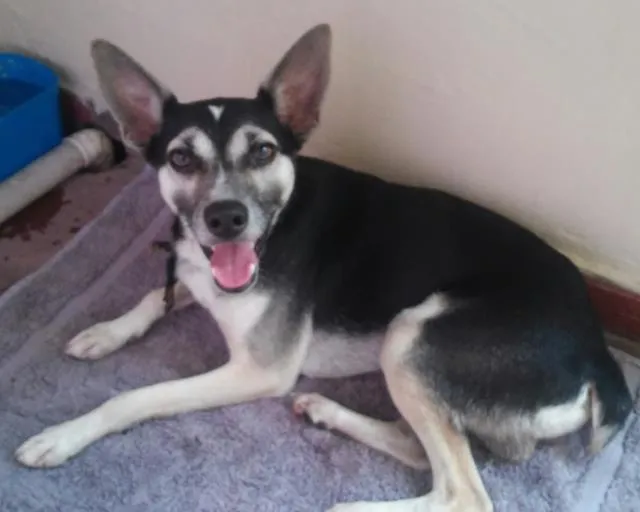 Cachorro ra a Rsd idade 2 a 6 meses nome Sem nome