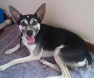 Cachorro raça Rsd idade 2 a 6 meses nome Sem nome