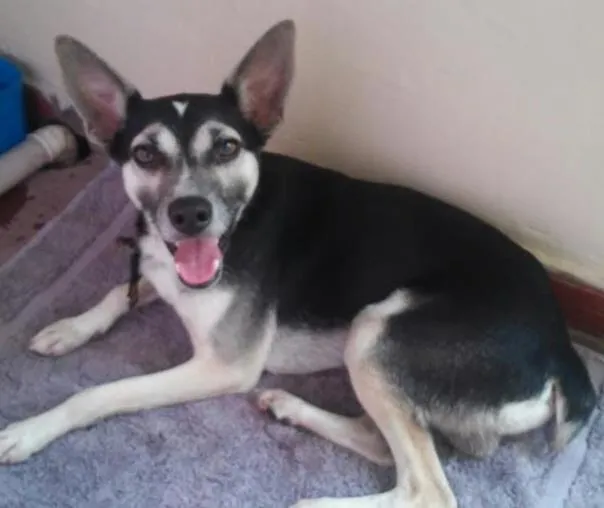 Cachorro ra a Rsd idade 2 a 6 meses nome Sem nome