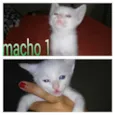 gatinhos