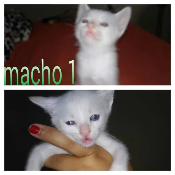 Gato ra a SRD idade 2 a 6 meses nome gatinhos