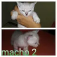 gatinhos