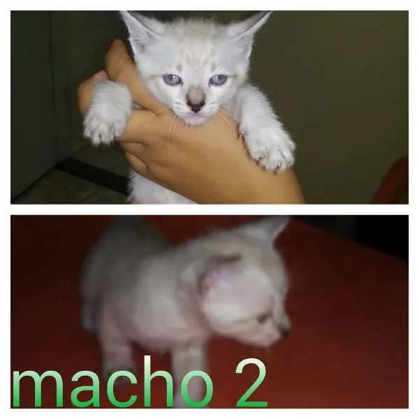 Gato ra a SRD idade 2 a 6 meses nome gatinhos