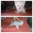 gatinhos
