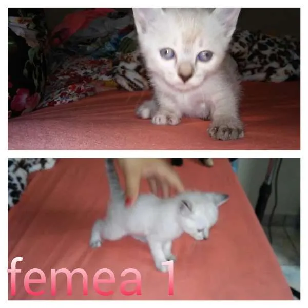 Gato ra a SRD idade 2 a 6 meses nome gatinhos