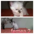 gatinhos