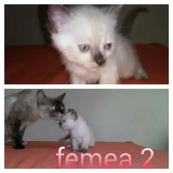 Gato ra a SRD idade 2 a 6 meses nome gatinhos