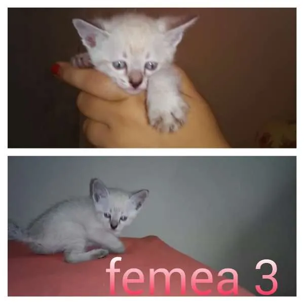 Gato ra a SRD idade 2 a 6 meses nome gatinhos