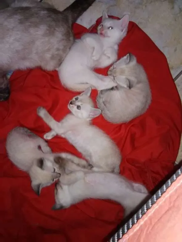 Gato ra a SRD idade 2 a 6 meses nome gatinhos