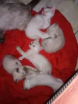 gatinhos