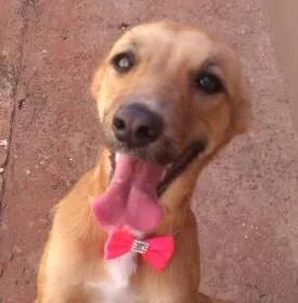 Cachorro ra a vira latas idade 1 ano nome Nina