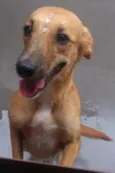 Nina