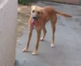 Nina