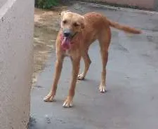 Cachorro ra a vira latas idade 1 ano nome Nina