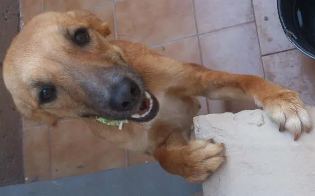 Cachorro ra a vira latas idade 1 ano nome Nina