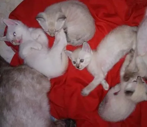 Gato ra a SRD idade 2 a 6 meses nome gatinhos