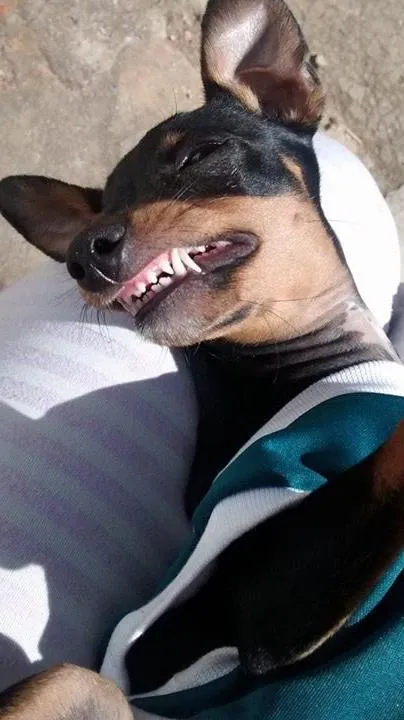 Cachorro ra a Pinscher idade 7 a 11 meses nome Tyron