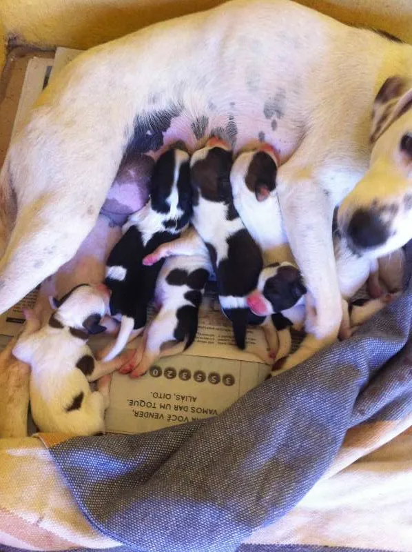 Cachorro ra a Vira-lata idade Abaixo de 2 meses nome Pequenos
