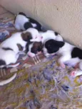 Pequenos