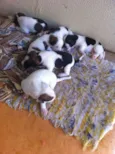 Pequenos