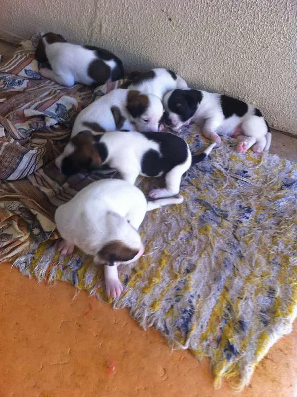 Cachorro ra a Vira-lata idade Abaixo de 2 meses nome Pequenos