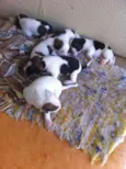 Pequenos