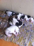 Pequenos