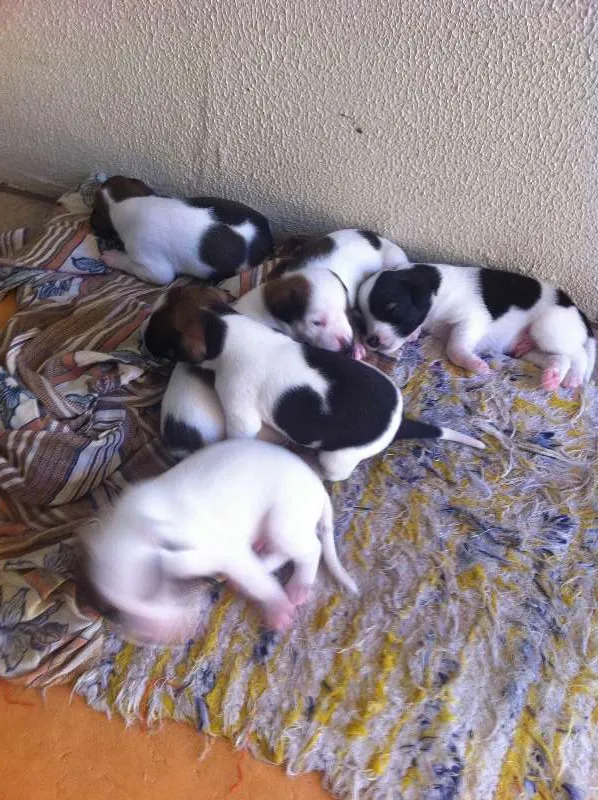 Cachorro ra a Vira-lata idade Abaixo de 2 meses nome Pequenos