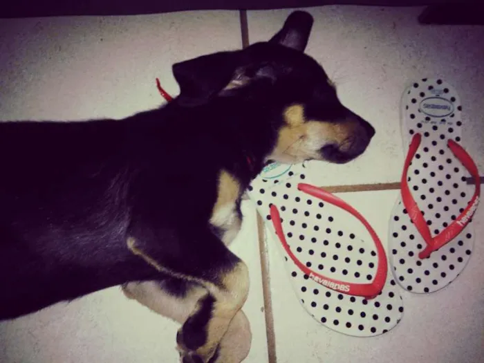 Cachorro ra a SRD idade 2 a 6 meses nome não tem