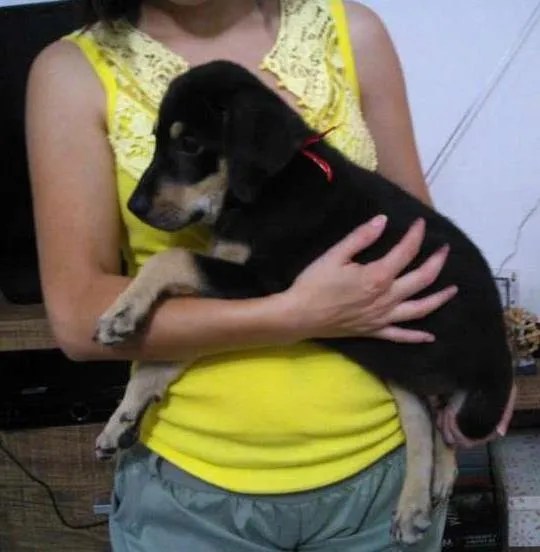 Cachorro ra a SRD idade 2 a 6 meses nome não tem