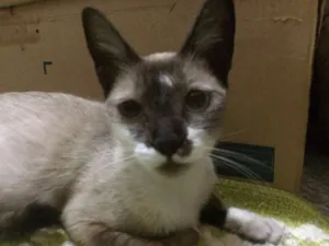Gato raça Vira-latas idade 1 ano nome SWEET