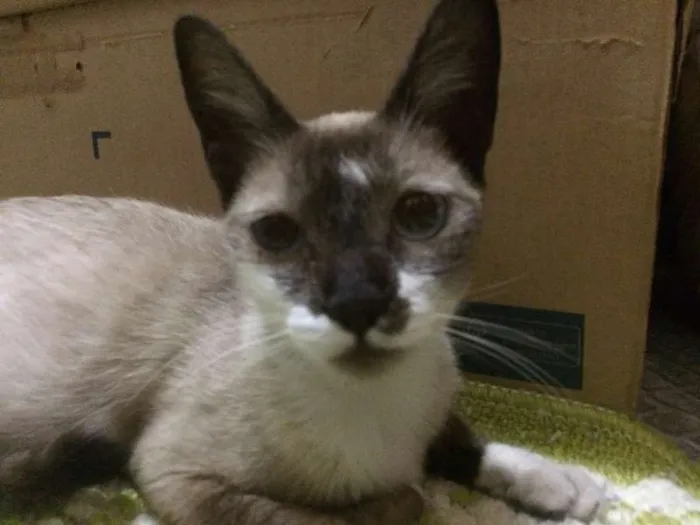 Gato ra a Vira-latas idade 1 ano nome SWEET