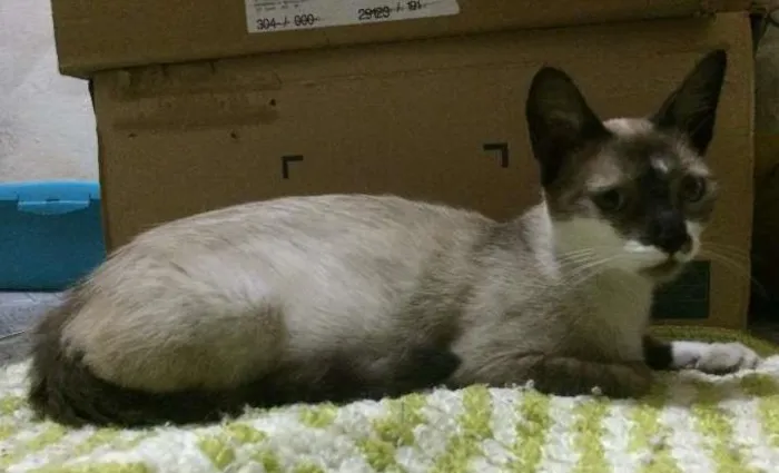 Gato ra a Vira-latas idade 1 ano nome SWEET