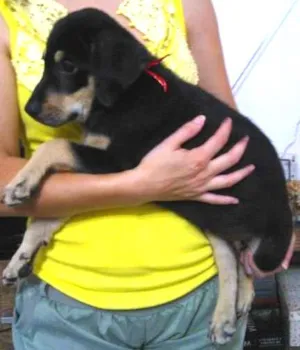 Cachorro raça SRD idade 2 a 6 meses nome não tem