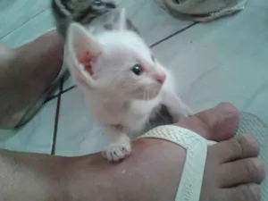 Gato raça  idade Abaixo de 2 meses nome Pingo